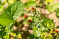 Safflower or Carthamus Tinctorius plant in Zurich in Switzerland