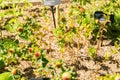 Safflower or Carthamus Tinctorius plant in Zurich in Switzerland