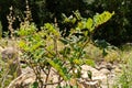 African Locust Bean or Ceratonia Siliqua plant in Zurich in Switzerland