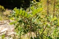 African Locust Bean or Ceratonia Siliqua plant in Zurich in Switzerland