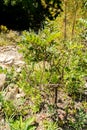 African Locust Bean or Ceratonia Siliqua plant in Zurich in Switzerland