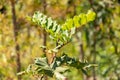 African Locust Bean or Ceratonia Siliqua plant in Zurich in Switzerland