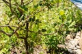 African Locust Bean or Ceratonia Siliqua plant in Zurich in Switzerland