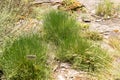 Ephedra Helvetica plant in Zurich in Switzerland