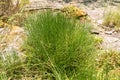 Ephedra Helvetica plant in Zurich in Switzerland