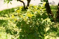 Large witch alder or Fothergilla Major plant in Zurich in Switzerland