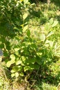 Large witch alder or Fothergilla Major plant in Zurich in Switzerland