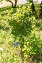 Large witch alder or Fothergilla Major plant in Zurich in Switzerland