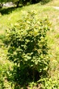 Large witch alder or Fothergilla Major plant in Zurich in Switzerland