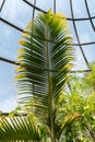 Bottle Palm or Hyophorbe Lagenicaulis plant in Zurich in Switzerland