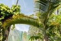 Bottle Palm or Hyophorbe Lagenicaulis plant in Zurich in Switzerland