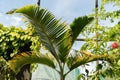 Bottle Palm or Hyophorbe Lagenicaulis plant in Zurich in Switzerland