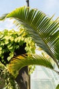 Bottle Palm or Hyophorbe Lagenicaulis plant in Zurich in Switzerland