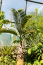 Bottle Palm or Hyophorbe Lagenicaulis plant in Zurich in Switzerland