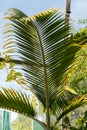 Bottle Palm or Hyophorbe Lagenicaulis plant in Zurich in Switzerland
