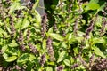 Thai sweet Basil or Ocimum Basilicum plant in Zurich in Switzerland Royalty Free Stock Photo
