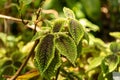 Moon valley Pilea or Pilea Mollis plant in Zurich in Switzerland