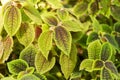 Moon valley Pilea or Pilea Mollis plant in Zurich in Switzerland