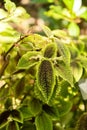 Moon valley Pilea or Pilea Mollis plant in Zurich in Switzerland