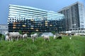 Zurich, Switzerland - June 02, 2017: Sheep near Heart Center Tr Royalty Free Stock Photo