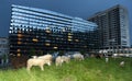 Zurich, Switzerland - June 02, 2017: Sheep near Heart Center Tr Royalty Free Stock Photo