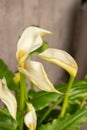 Calla lily or Zantedeschia Aethiopica plant in Zurich in Switzerland