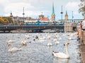 Zurich Switzerland swans on Limmat river