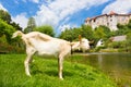 Zuzemberk Castle, Slovenian tourist destination.