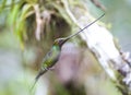 Zwaardkolibrie, Sword-billed Hummingbird, Ensifera ensifera