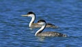 Zwanenhalsfuut, Western Grebe, Aechmophorus occidentalis Royalty Free Stock Photo