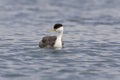 Zwanenhalsfuut, Western Grebe, Aechmophorus occidentalis Royalty Free Stock Photo