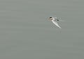 Zwartbuikstern, Black-bellied Tern, Sterna acuticauda