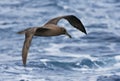 Zwarte Albatros, Sooty Albatros, Phoebetria fusca