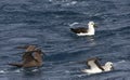 Zwarte Albatros, Sooty Albatross, Phoebetria fusca Royalty Free Stock Photo