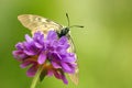 Zwarte apollovlinder, Clouded Apollo, Parnassius mnemosyne