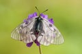 Zwarte apollovlinder, Clouded Apollo, Parnassius mnemosyne