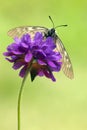 Zwarte apollovlinder, Clouded Apollo, Parnassius mnemosyne