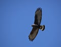 Zwarte Buizerd, Common Black-hawk, Buteogallus anthracinus