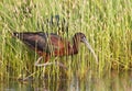 Zwarte Ibis, Glossy Ibis, Plegadis falcinellus