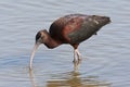 Zwarte Ibis, Glossy Ibis, Plegadis falcinellus