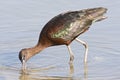 Zwarte Ibis, Glossy Ibis, Plegadis falcinellus