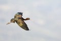 Zwarte Ibis, Glossy Ibis, Plegadis falcinellus