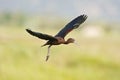 Zwarte Ibis, Glossy Ibis, Plegadis falcinellus