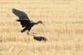 Zwarte Ibis, Glossy Ibis, Plegadis falcinellus,