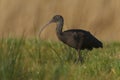 Zwarte Ibis, Glossy Ibis, Plegadis falcinellus