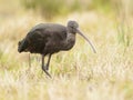 Zwarte Ibis, Glossy Ibis, Plegadis falcinellus