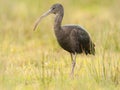 Zwarte Ibis, Glossy Ibis, Plegadis falcinellus