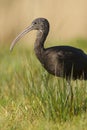 Zwarte Ibis, Glossy Ibis, Plegadis falcinellus