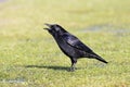 Zwarte Kraai, Carrion Crow, Corvus corone Royalty Free Stock Photo