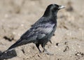 Zwarte Kraai, Carrion Crow, Corvus corone Royalty Free Stock Photo